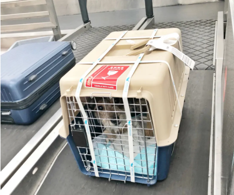 长治宠物托运 宠物托运公司 机场宠物托运 宠物空运